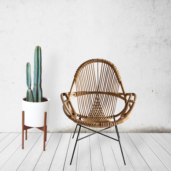 cactus-femfem-planten