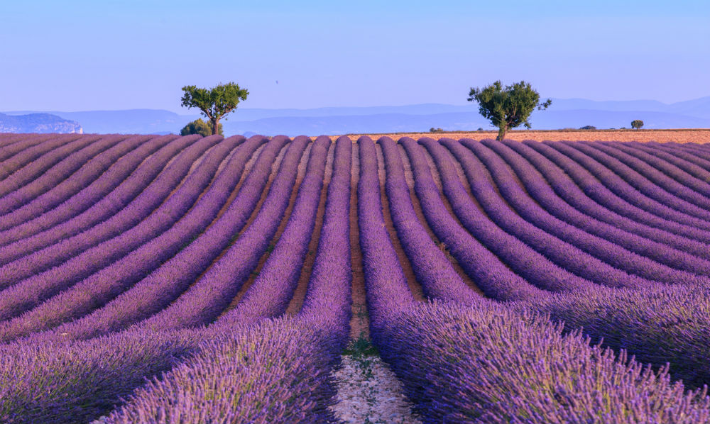 Lavender Fields frankrijk fem fem