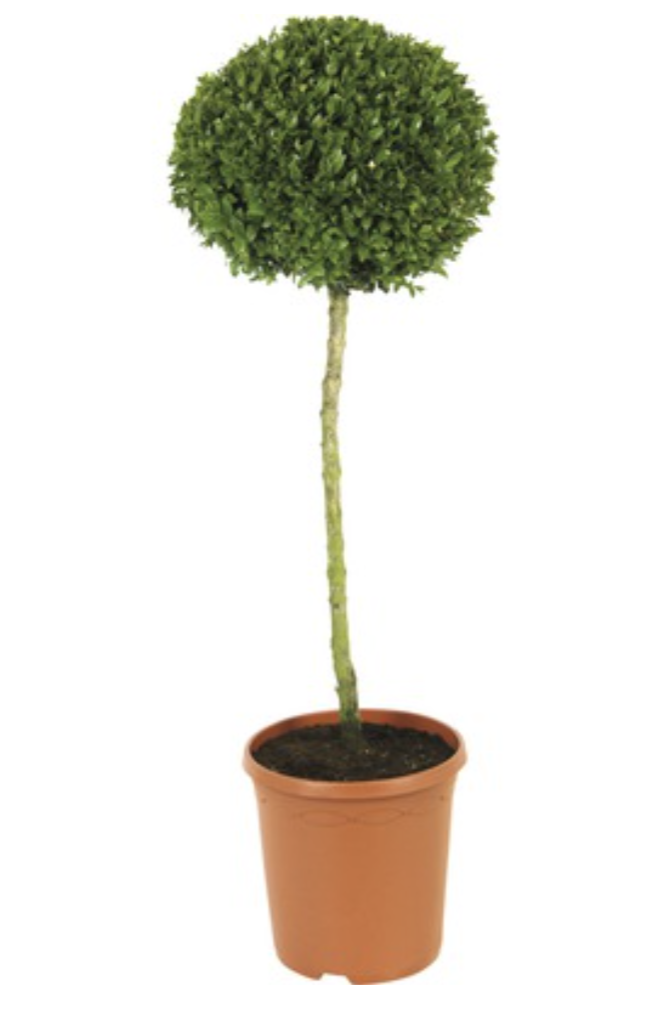 plant-femfem