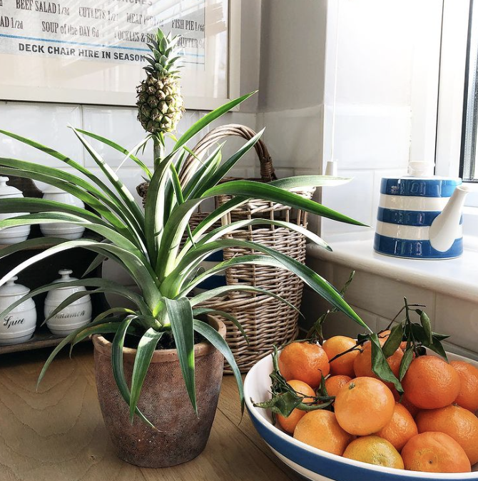 ananas planten fem fem