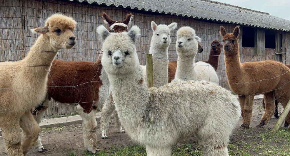 high tea met alpaca's