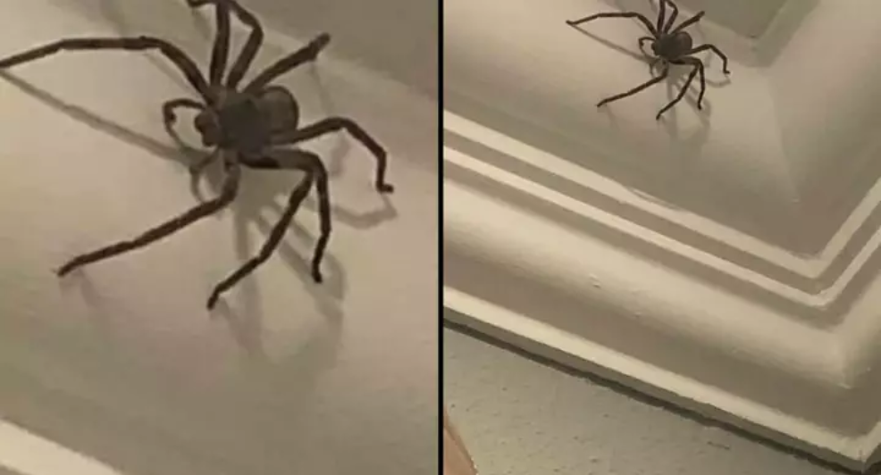 Man laat gigantische spin in huis zitten omdat hij 'm niet dood wil maken